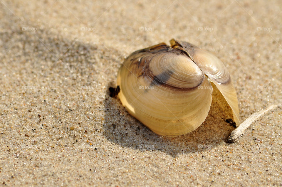 seashell on the beach of the Baltic sea coast in Poland