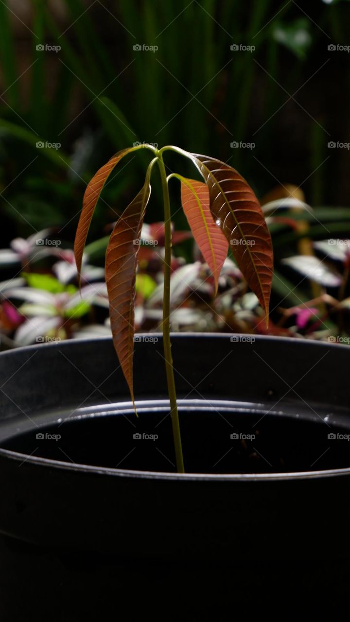 Mango or mempelam is the name of a type of fruit, as well as the name of the tree. Mango belongs to the genus Mangifera, which consists of 35-40 members of the Anacardiaceae family