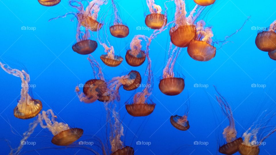 Jellyfish of Monterey