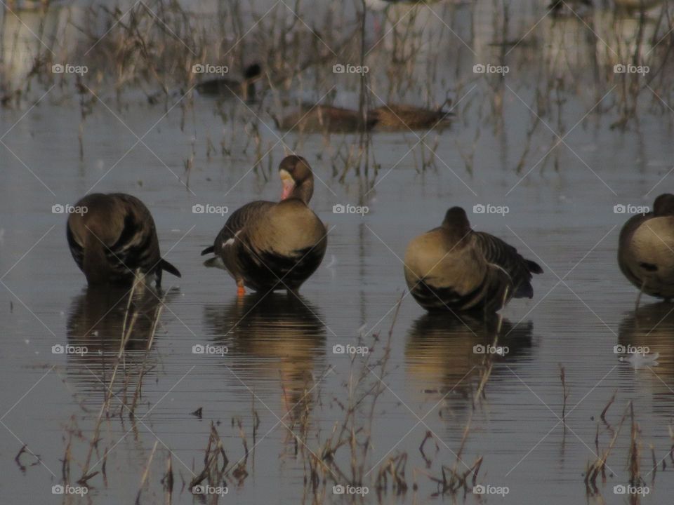 Greater White-Fronted Geese