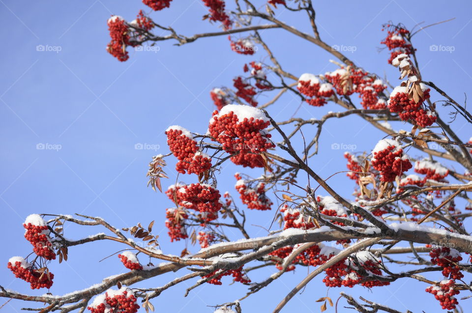 Red tree berry clusters after first snow