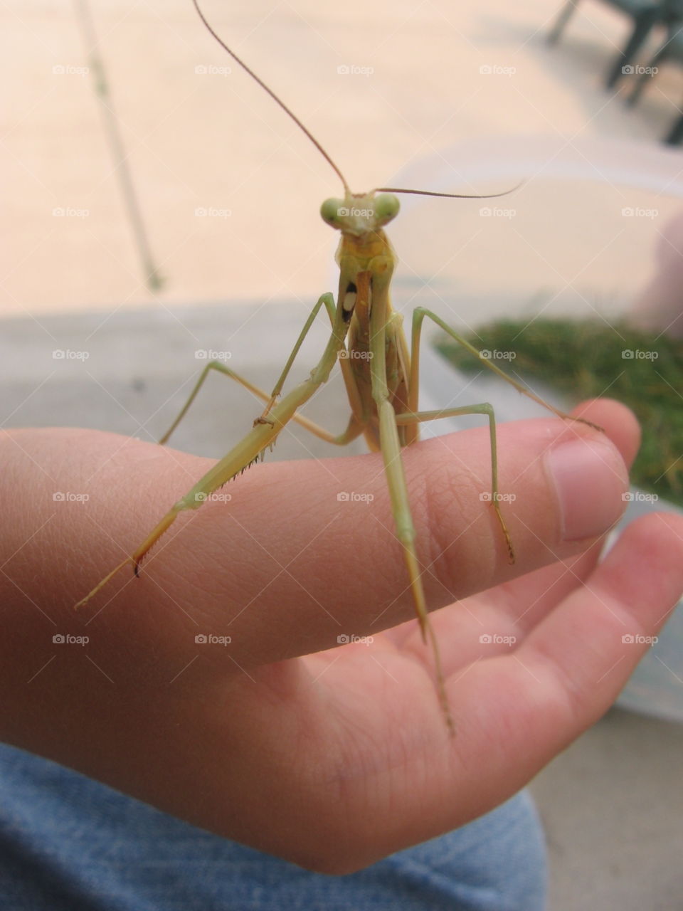 Praying Mantis
