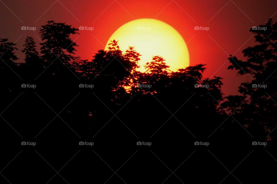 Sunsetting behind trees