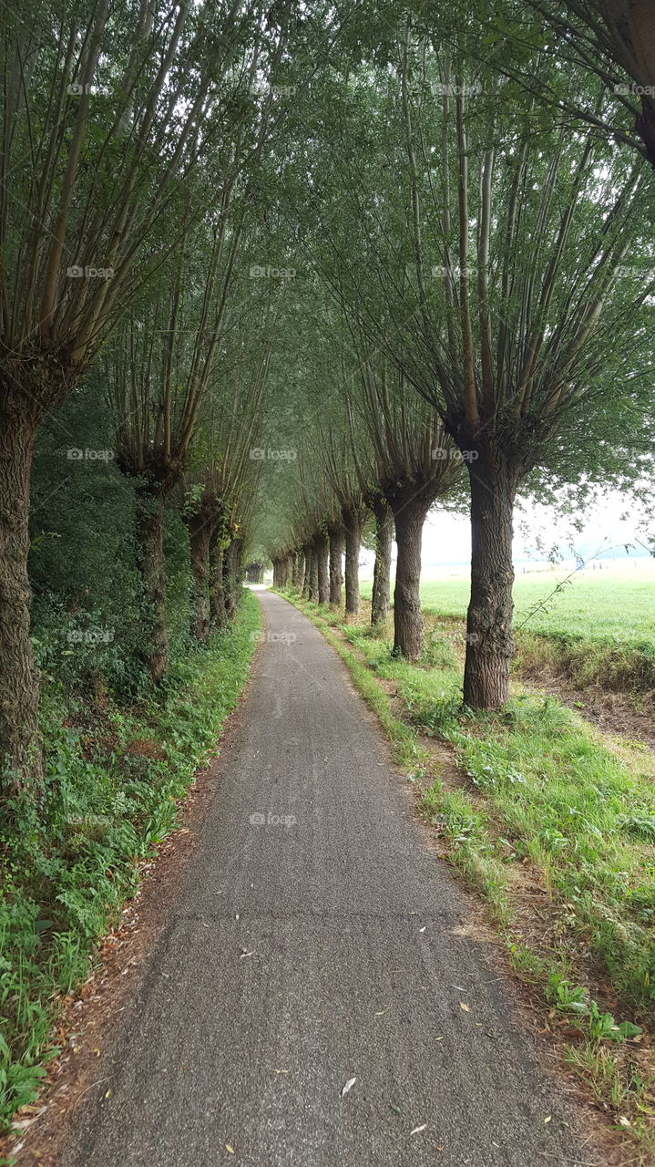 bicycle path with willow trees knotwilgen