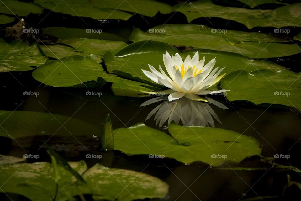 White lotus in pond