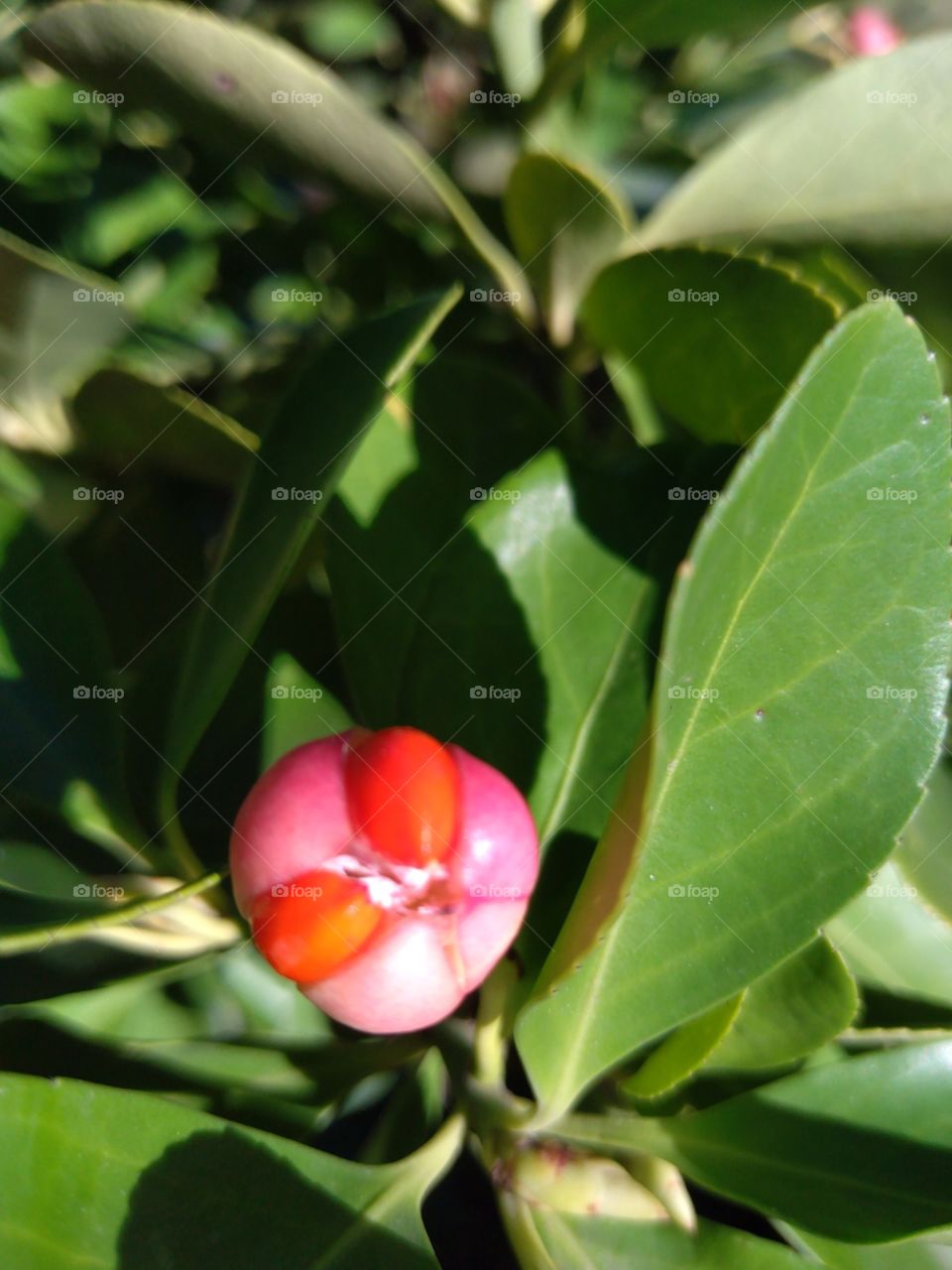 Nature growth flower