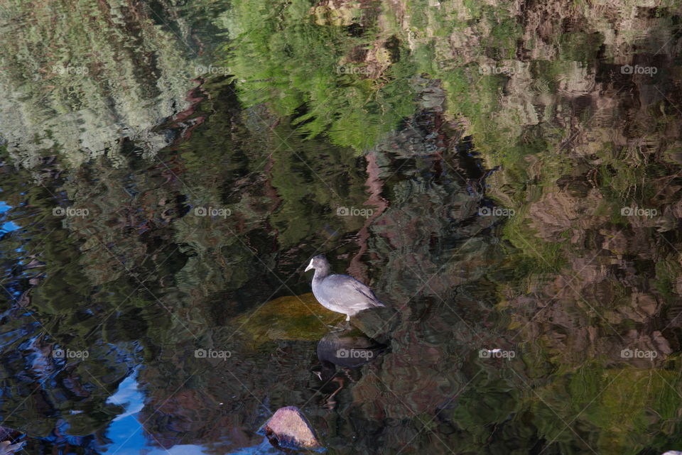 Eurasian coot sitting on a rock at a wetlands.