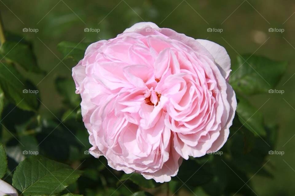 Garden Rose