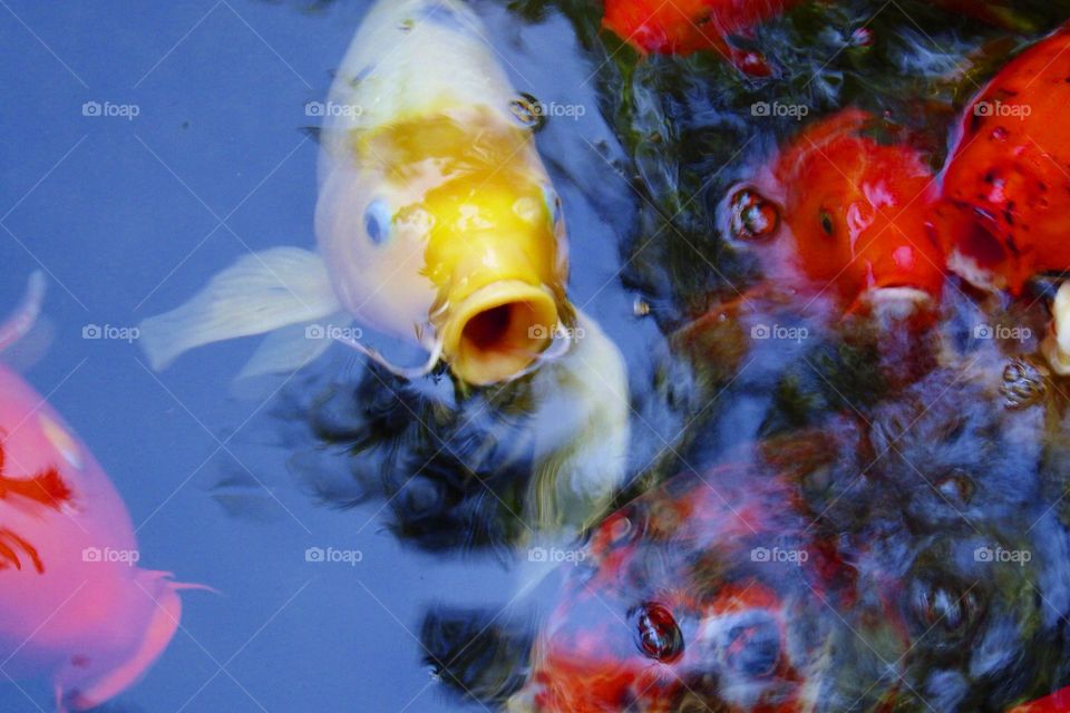 Koi pond
