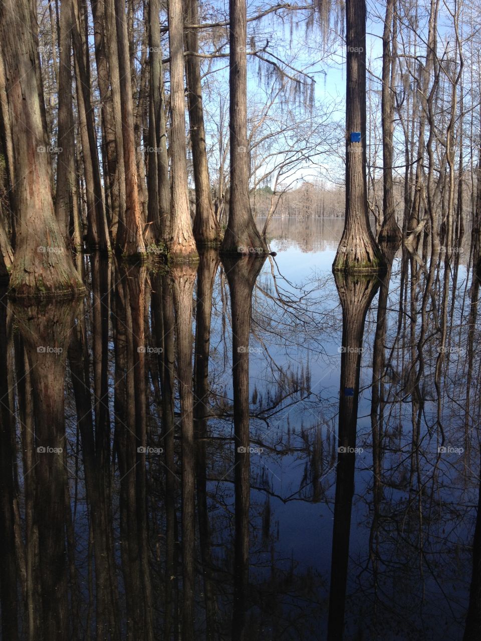 Blue paddling trail. Cypress swamp kayak paddle. 