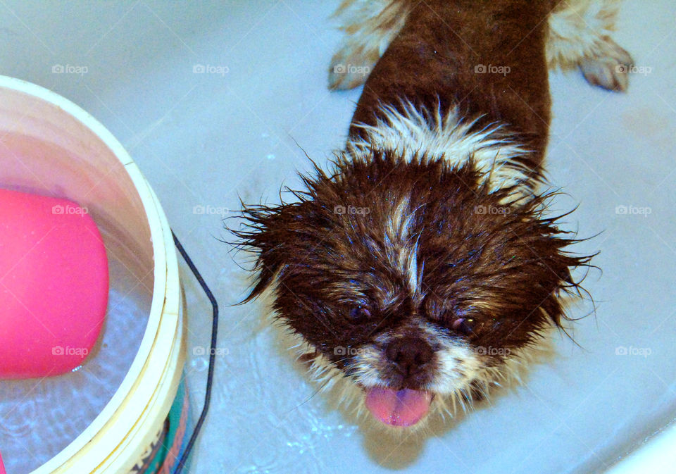 Pekingese dog getting a refreshing bath