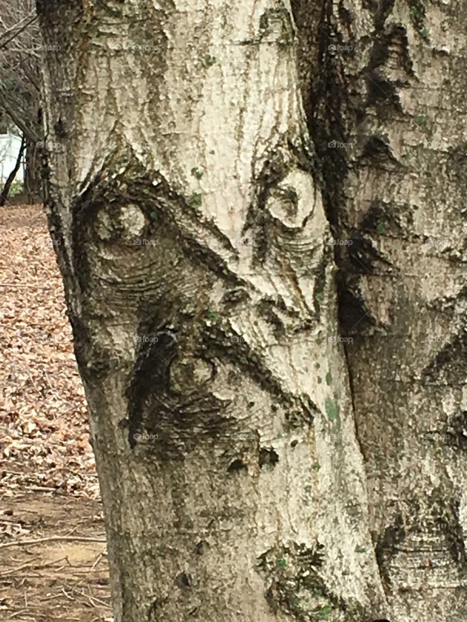 A tree in the park with a very odd face. 