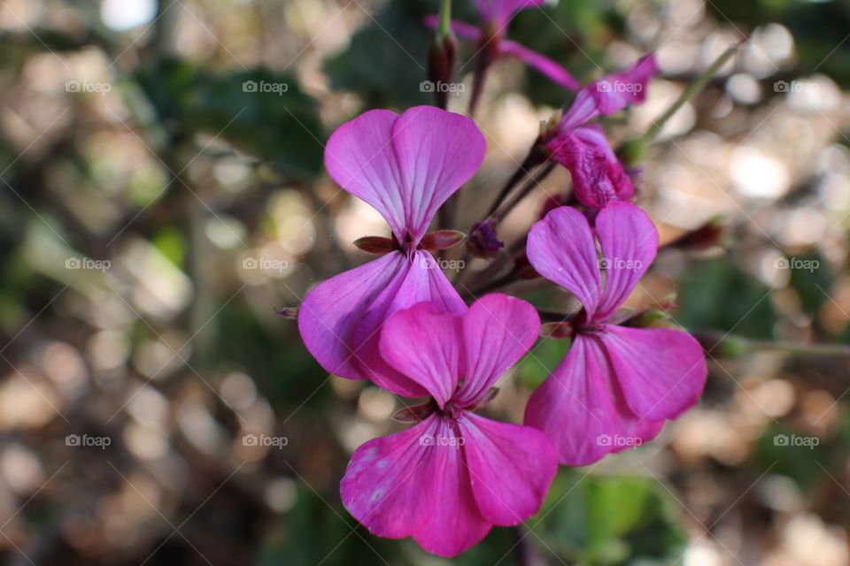 Pink flower close-up