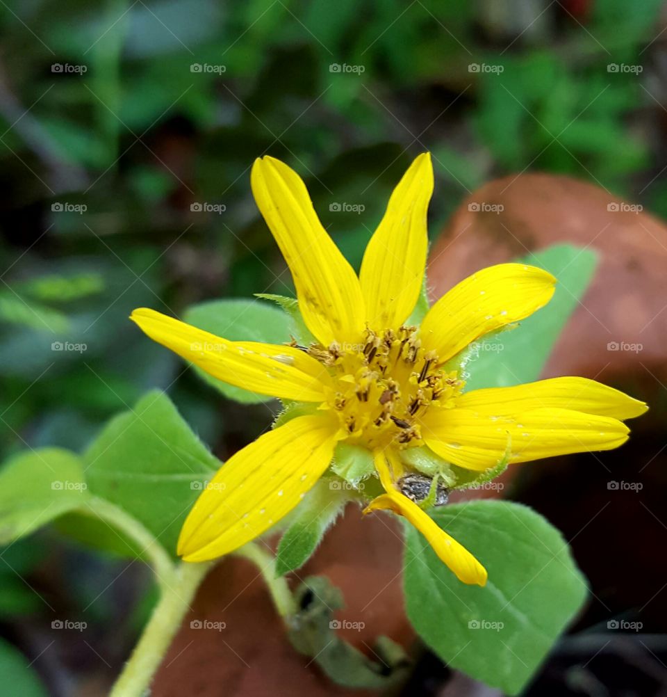 Nature, No Person, Flower, Leaf, Summer