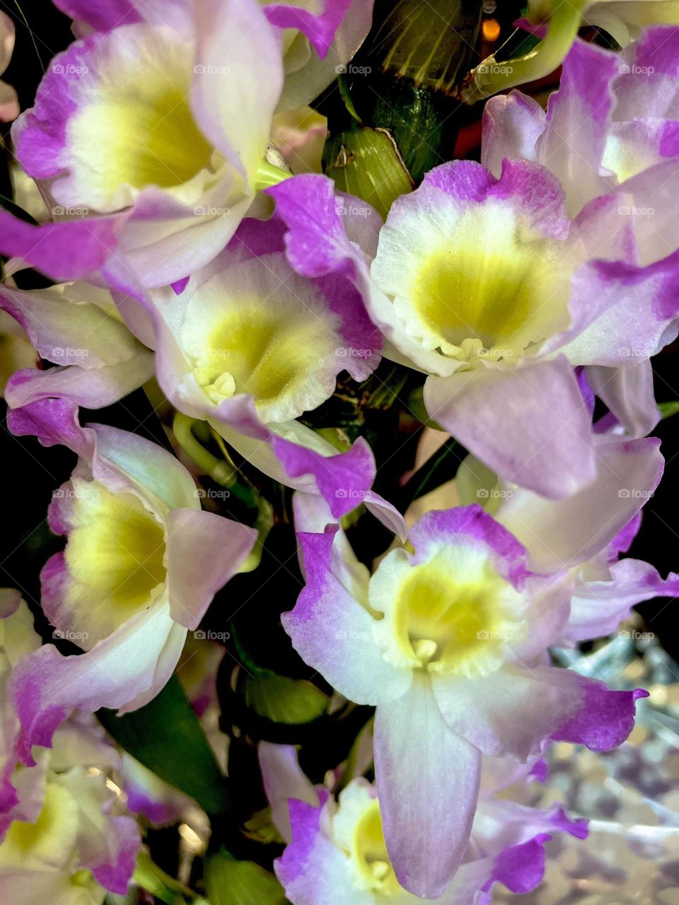 When colors meet in perfect contrast.
Quando as cores se encontram no contraste perfeito.