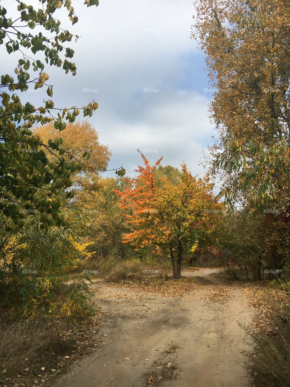 Autumn forest 