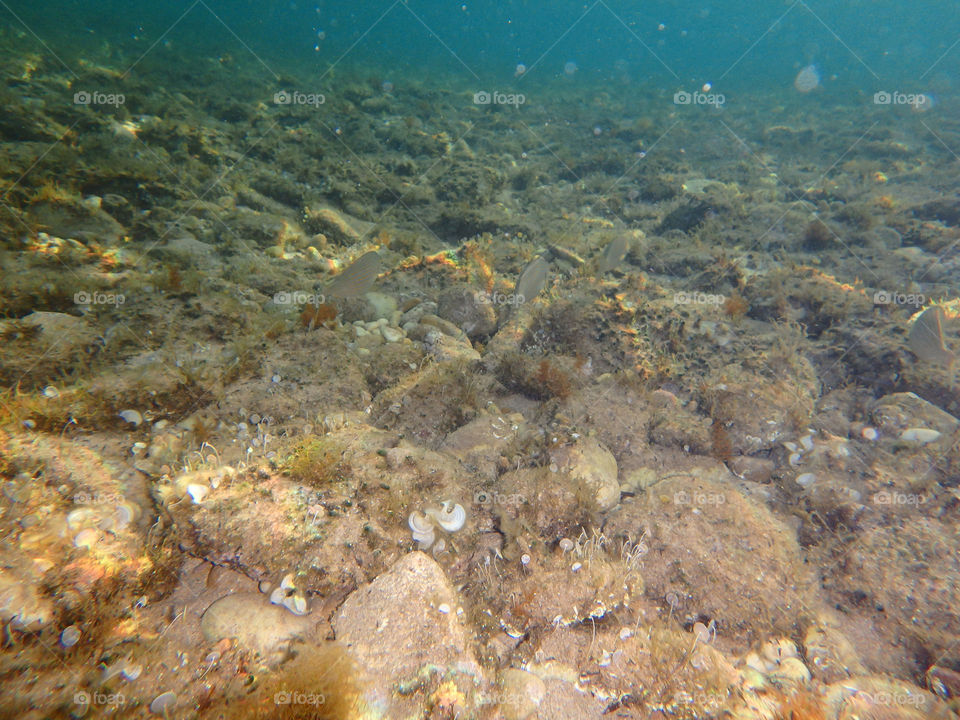 ground in the sea. underwater photo of ground below the sea level