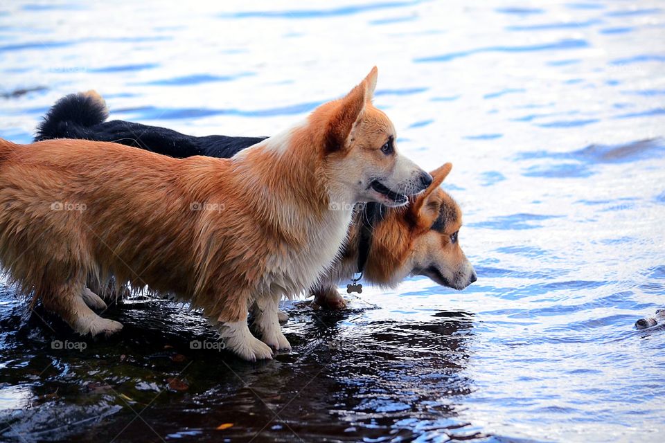 Two dogs at the water