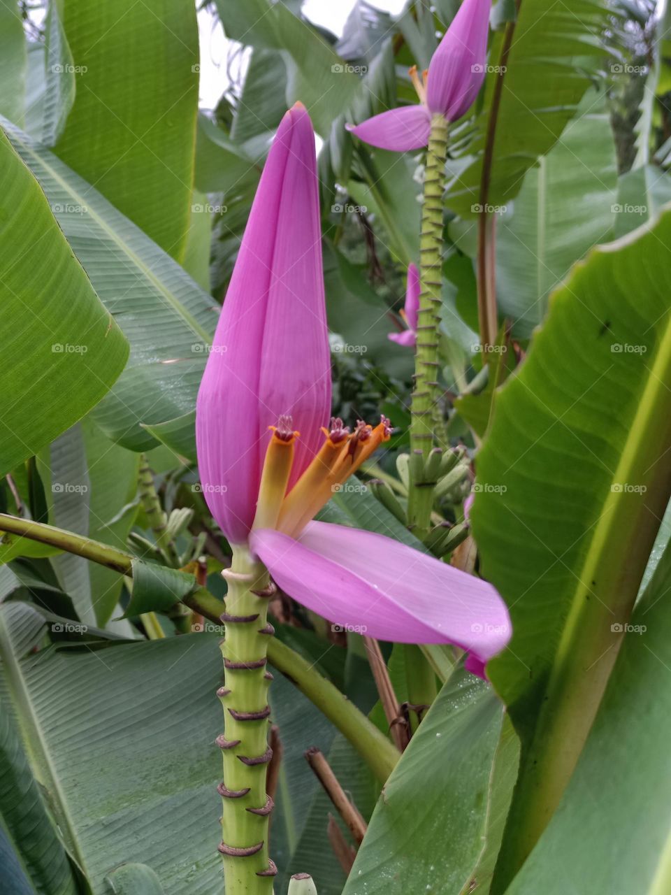 The banana tree blossom