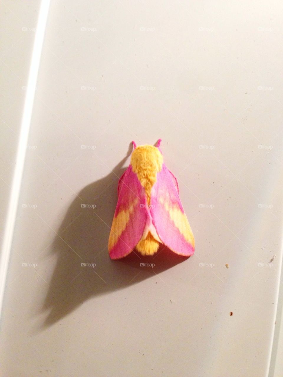 Pretty Moth