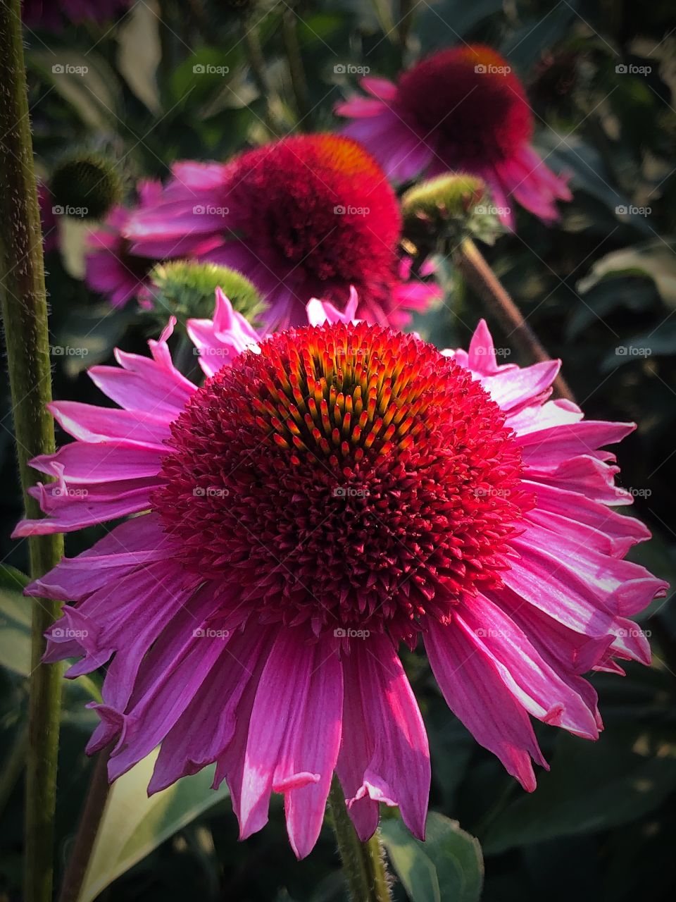 Pink cone flower