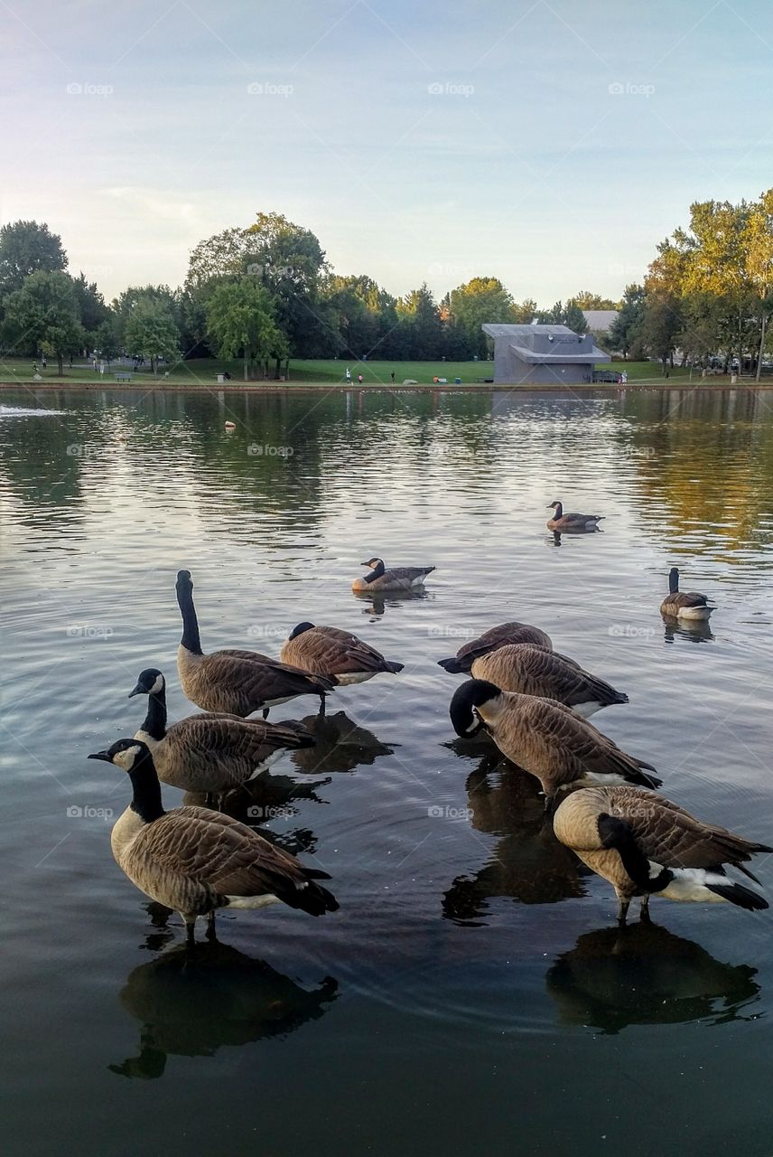 Geese at the Pond