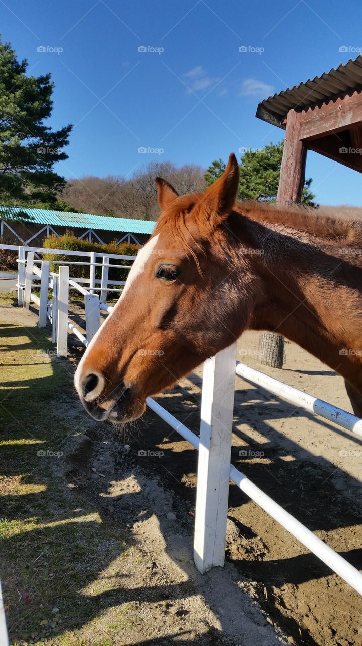 Horse looking out of Paddock