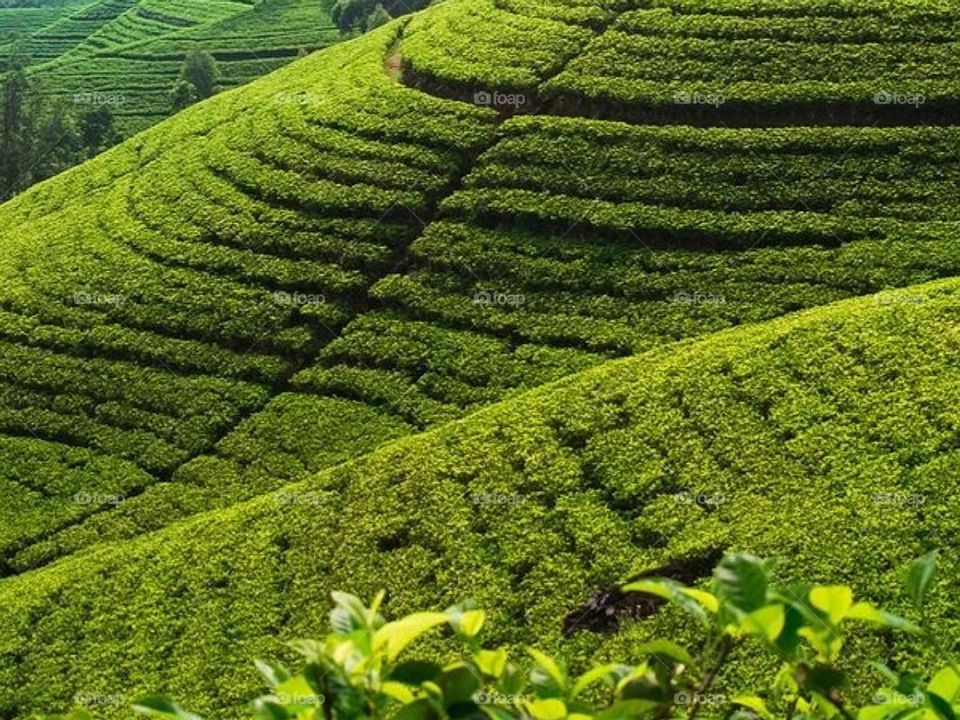 Nuwareliya , Sri Lanka ❤️