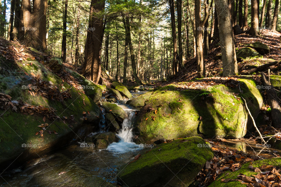 Mossy stream in forest