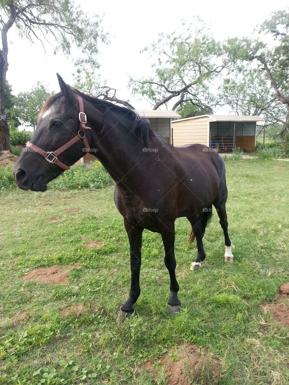 Dark Horse in pasture. Horse in pasture
