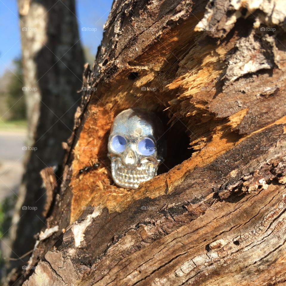 Gleaming silver skull figurine peaking out from an aged tree trunk. 