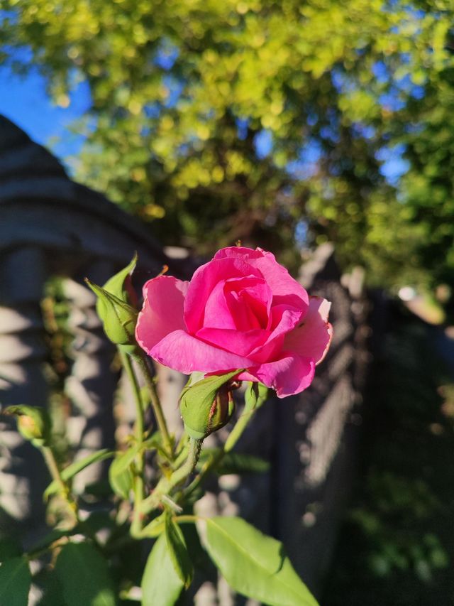 Rose
