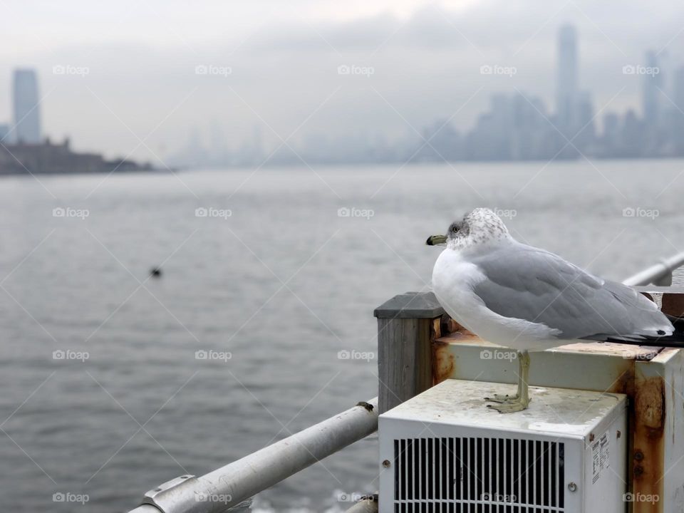 White and gray seagull observing the sea from Liberty island with New York skyline in the background 