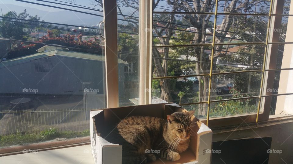 kitty cat sleeping in a box overlooking mountains in Costa Rica