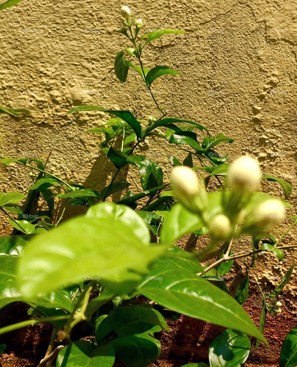 flowers plant 