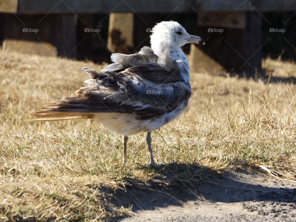 Wet seagull in grass