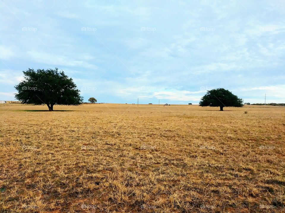 Two trees in an open field.