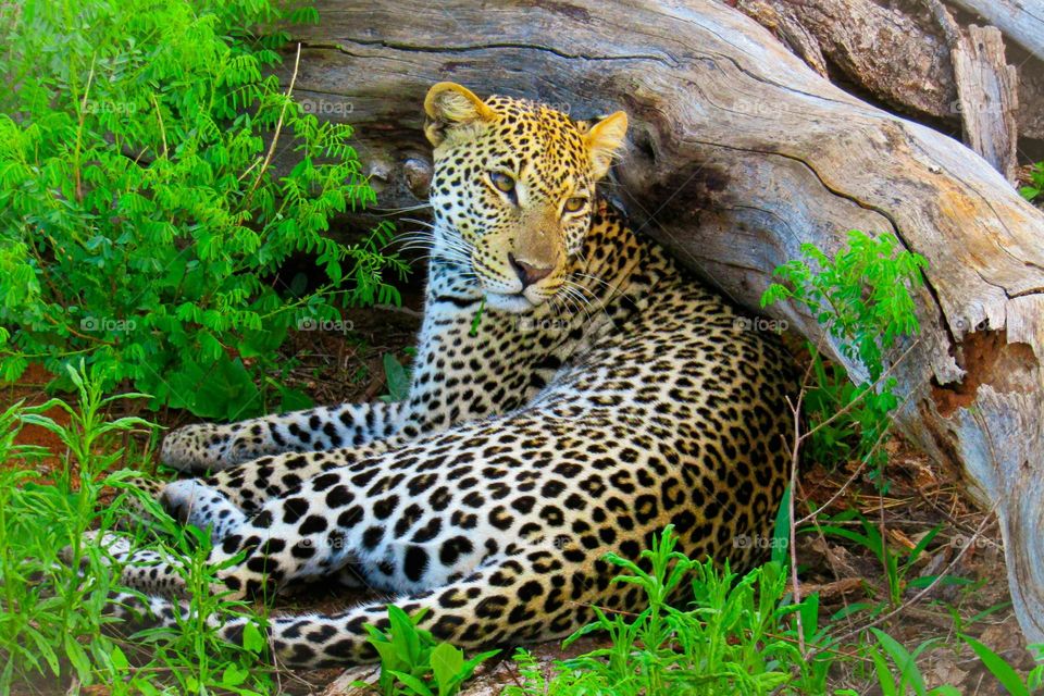 a large leopard laying on the ground next to a fallen tree