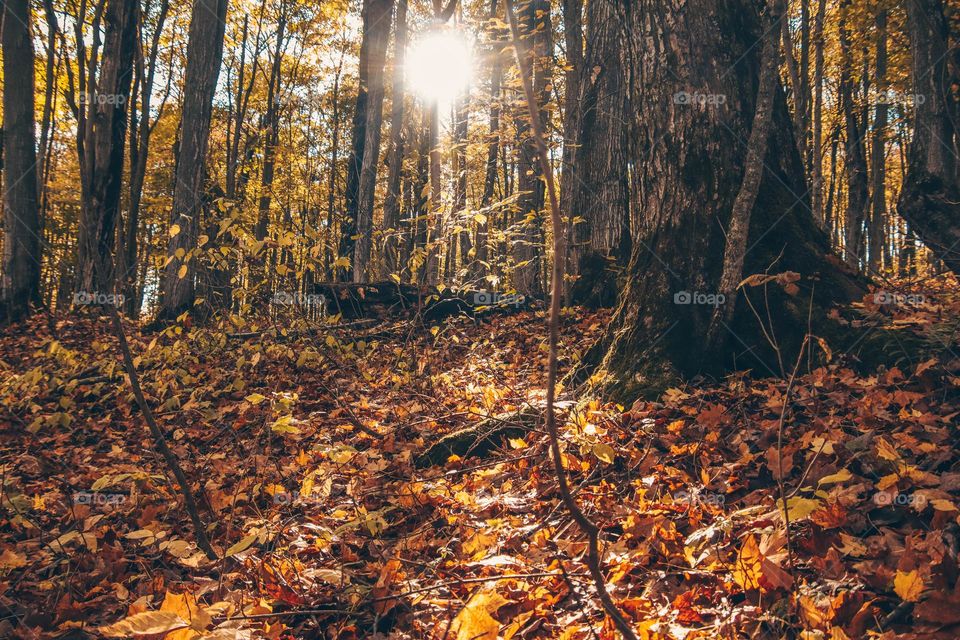 Maple forest