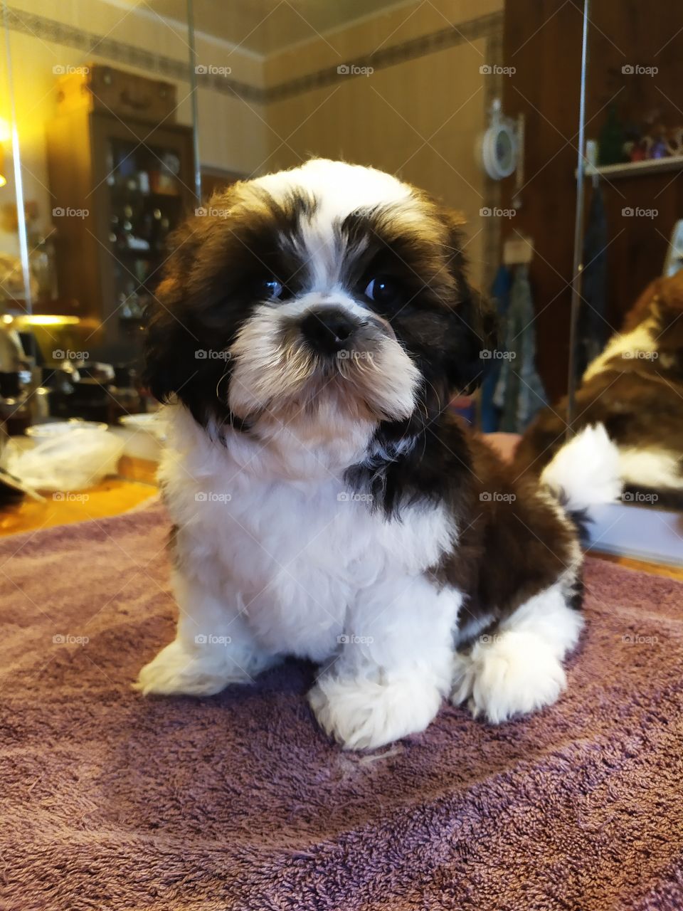 Shi Tzu