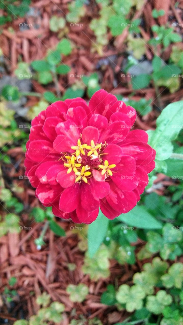 red & yellow bloom