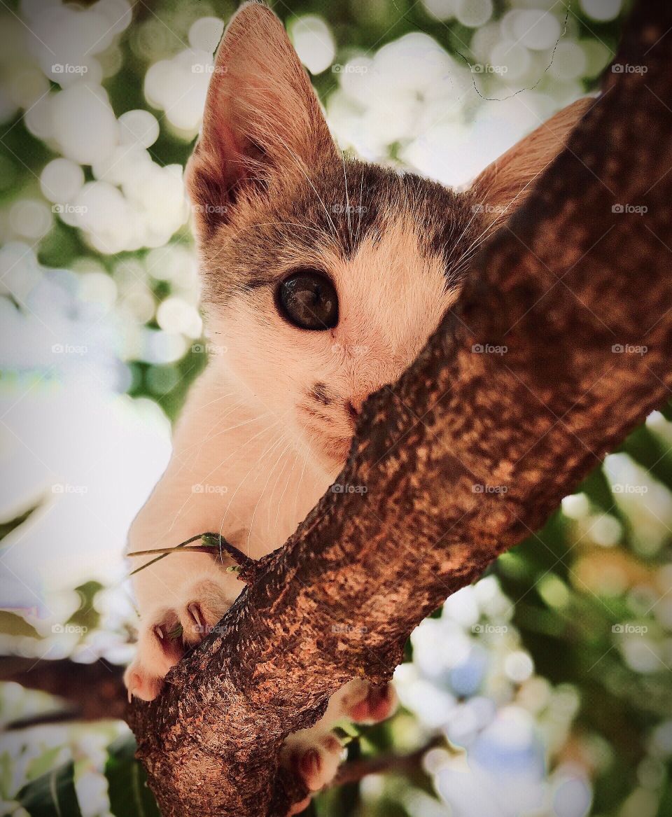 Gato na árvore 
