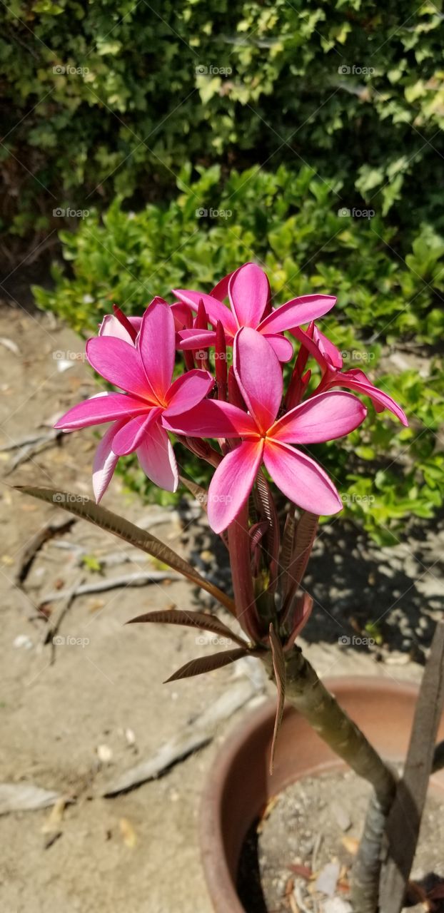Pink Plumeria