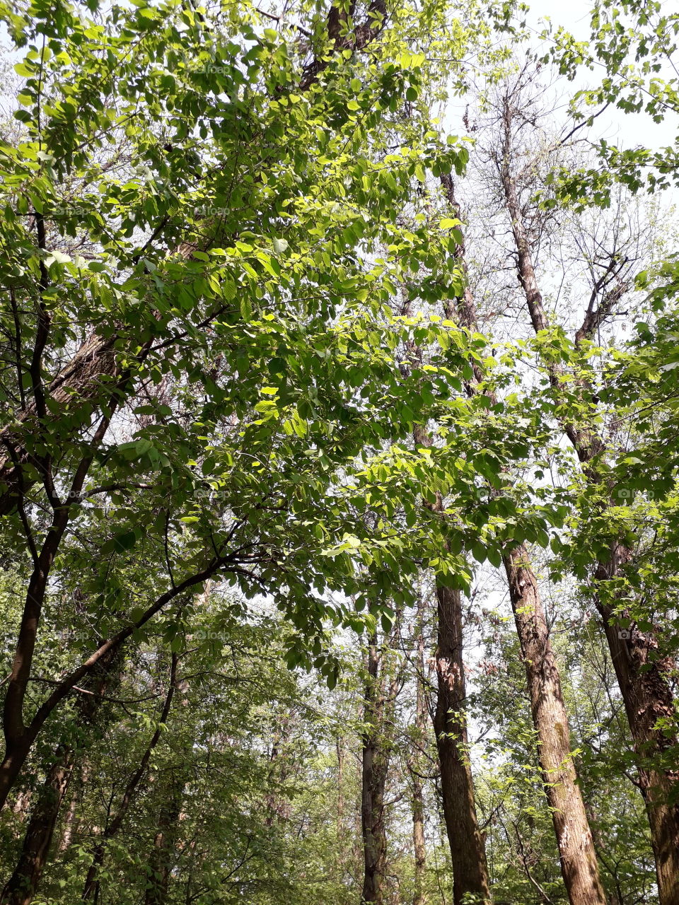 springtime in the wood