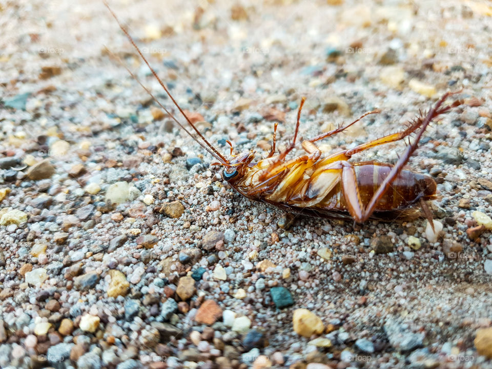 Dead cockroach outside after pest control