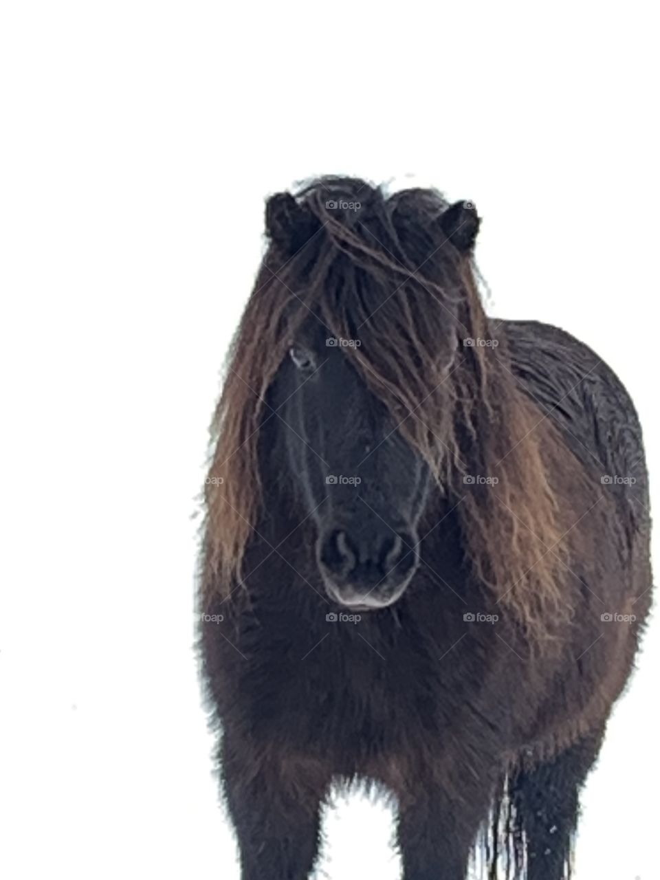 Ms Daisy’s beauty captured with snowy white background 