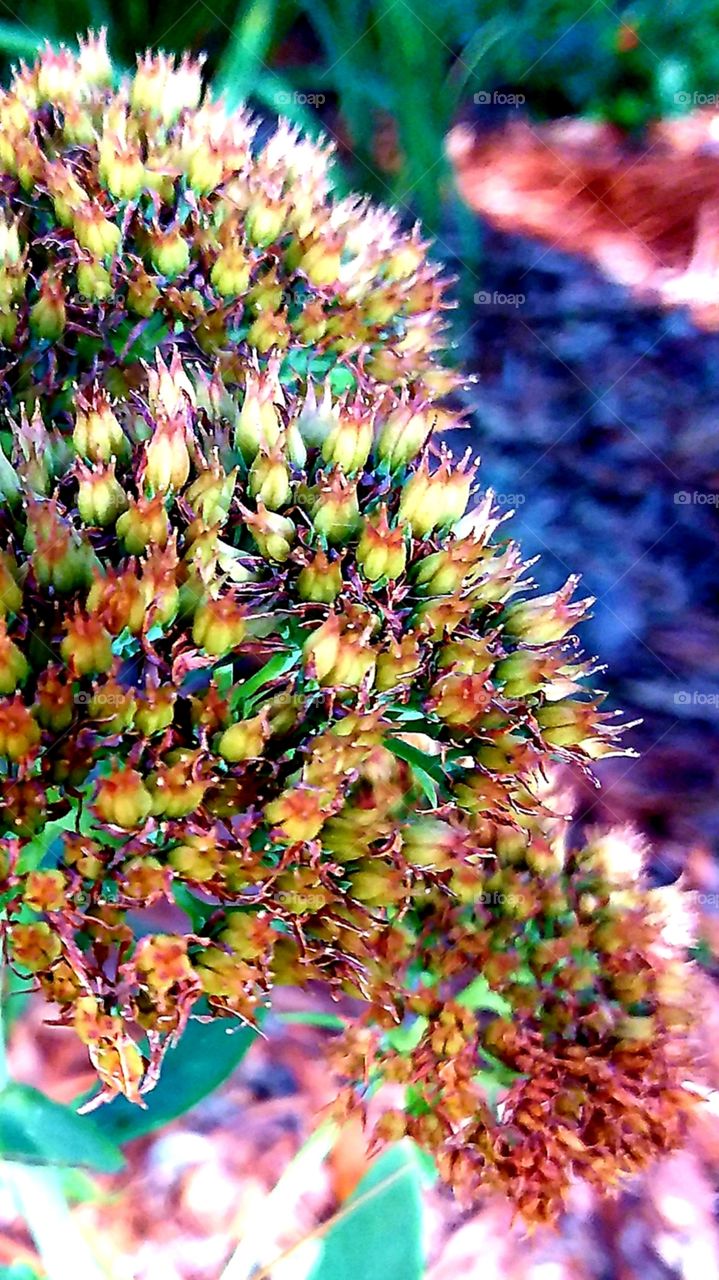 rainbow colors of autumn