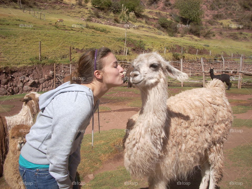 Kissing alpacas in Peru