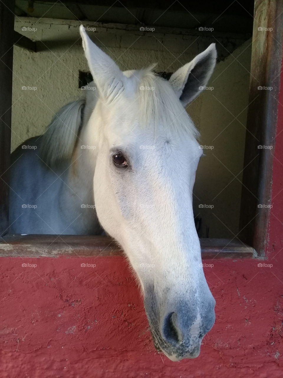 O cavalo fez muita graça para tirar essa foto. Olhe só a pose para o clique  (que, cá entre nós, ficou bom).