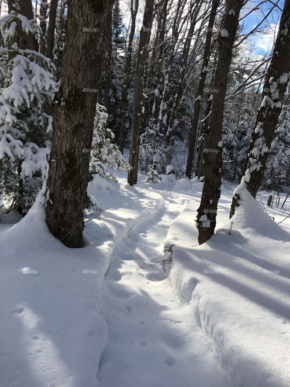 snowshoe trail in north bay in my back yard